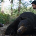 oso-intoxicado-nuevo-clip-humor-terror-stills-pelicula-cocaine-bear-1